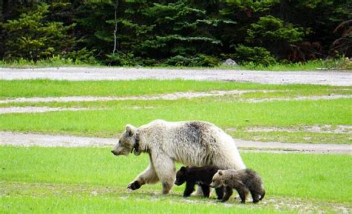White Grizzly Bear Nakoda And Cubs Killed On Canadian Highway